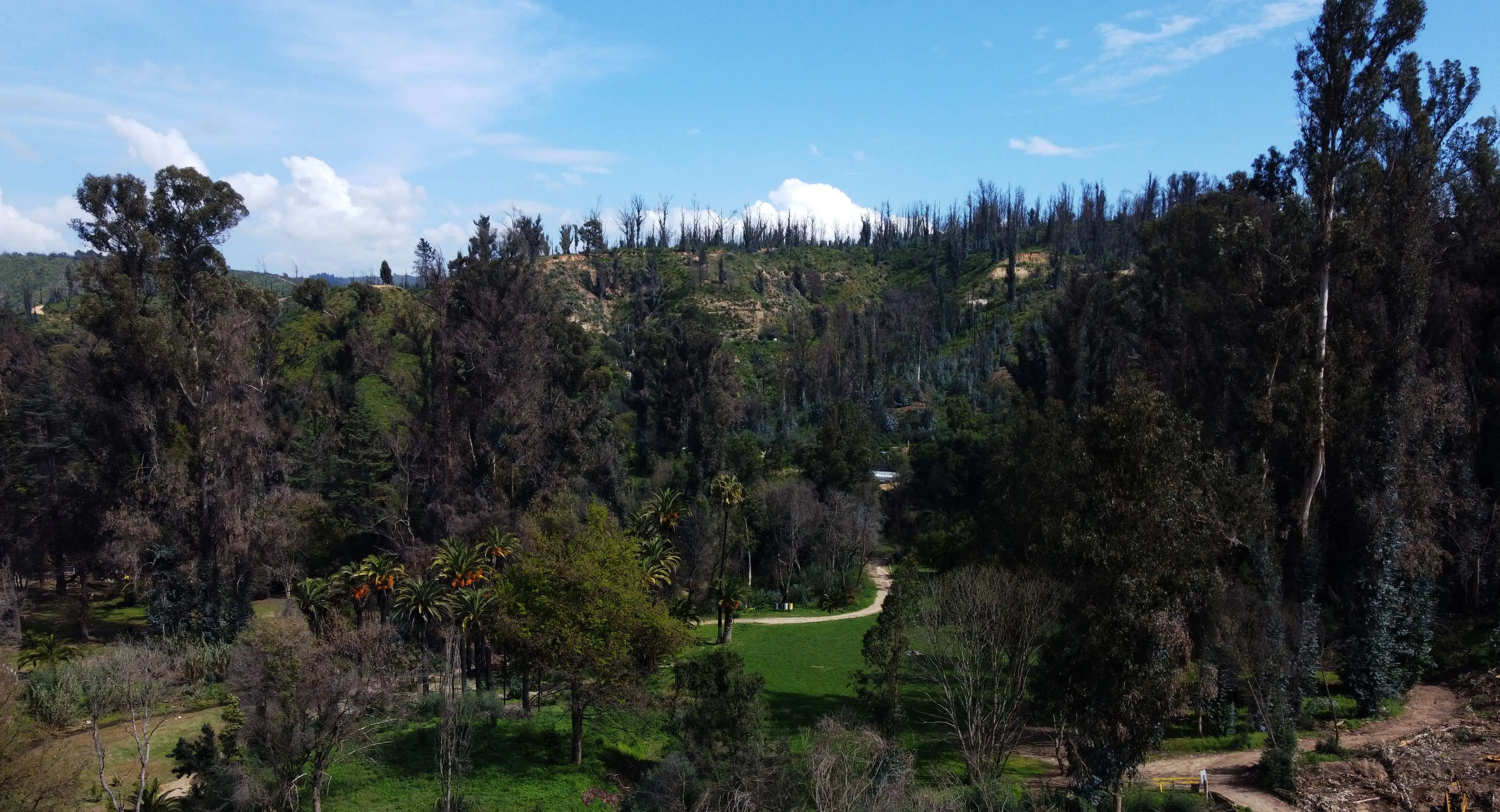Detectan gripe aviar en ganso asilvestrado: Cierran por dos semanas la laguna del Jardín Botánico de Viña del Mar