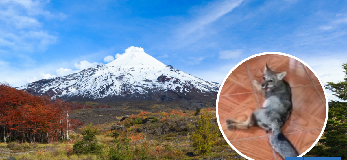 Muere zorro chilla atropellado en el Parque Nacional Villarrica: piden responsabilidad al conducir