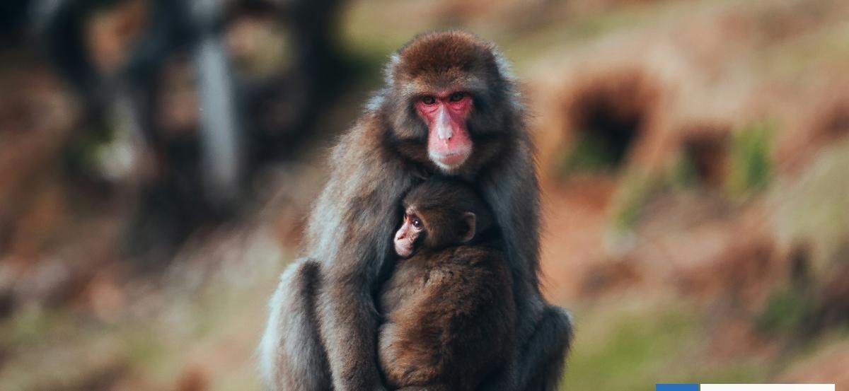 Científicos descubren una "curva universal" que estaría limitando la evolución de las especies