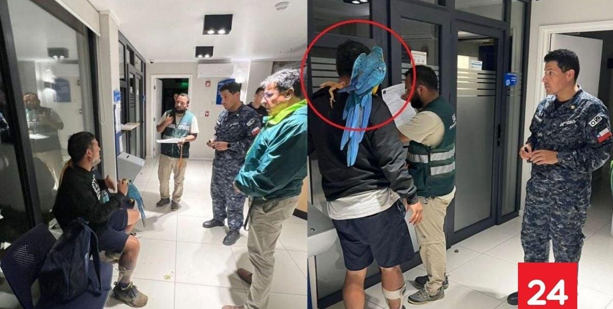 SAG fiscalizó a sujeto que se paseaba por Algarrobo con un guacamayo y un lagarto