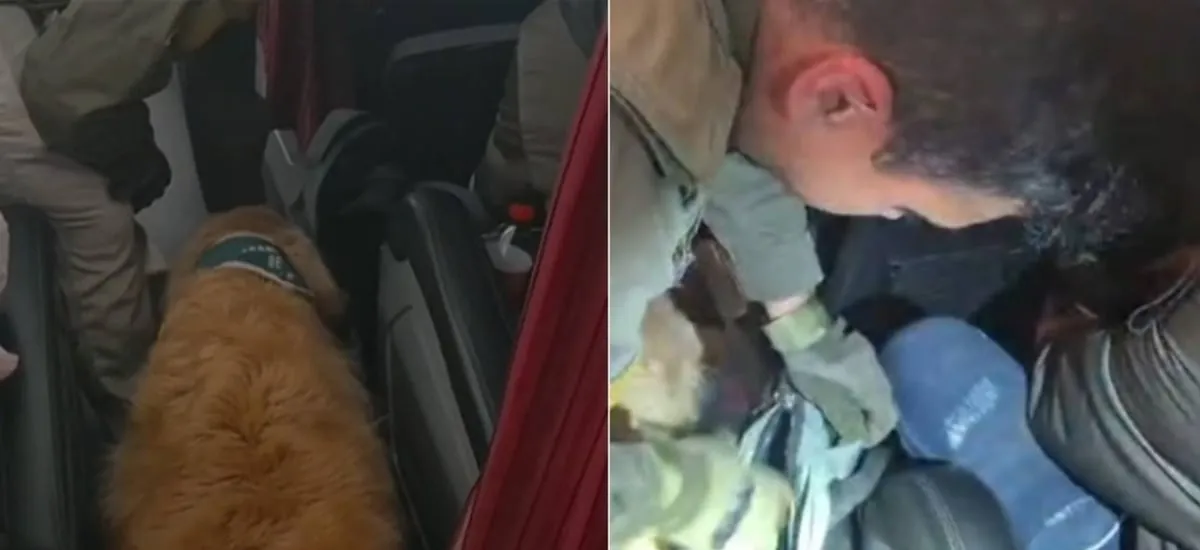 Recién iniciaba su viaje al sur y juraba que pasaría piola: can de Carabineros delata a extranjero en bus interprovincial