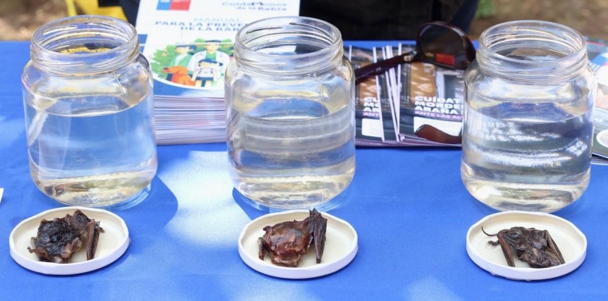 Detectan rabia en murciélago capturado en Frutillar: Autoridades llaman a la precaución