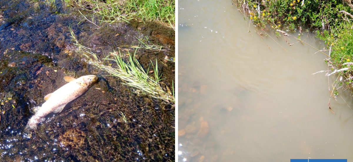 Hedor y peces muertos: vecinos acusan contaminación en río Oroco en Puerto Montt