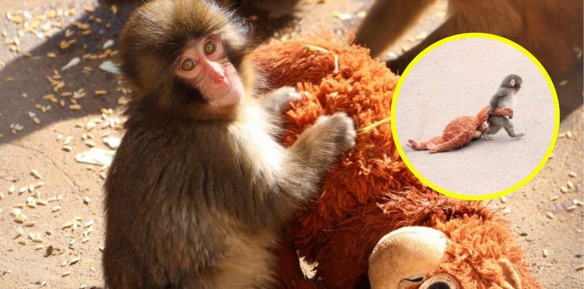Mono bebé fue abandonado por su madre: Encontró consuelo con un peluche y se hizo viral