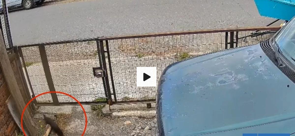 Vecinos en alerta por visón americano que merodeó en antejardín de vivienda en Freire