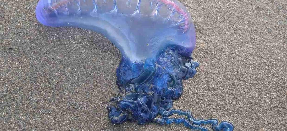 Fragata portuguesa obliga a cerrar playas del litoral central: en estas no debes meter ni un dedo al agua por riesgo