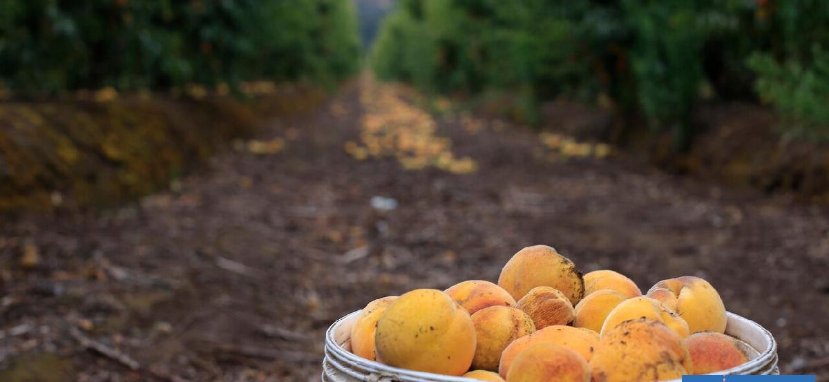 "Nos quedamos atrás": Gremios llaman a retomar liderazgo agroexportador de Chile tras avance de Perú