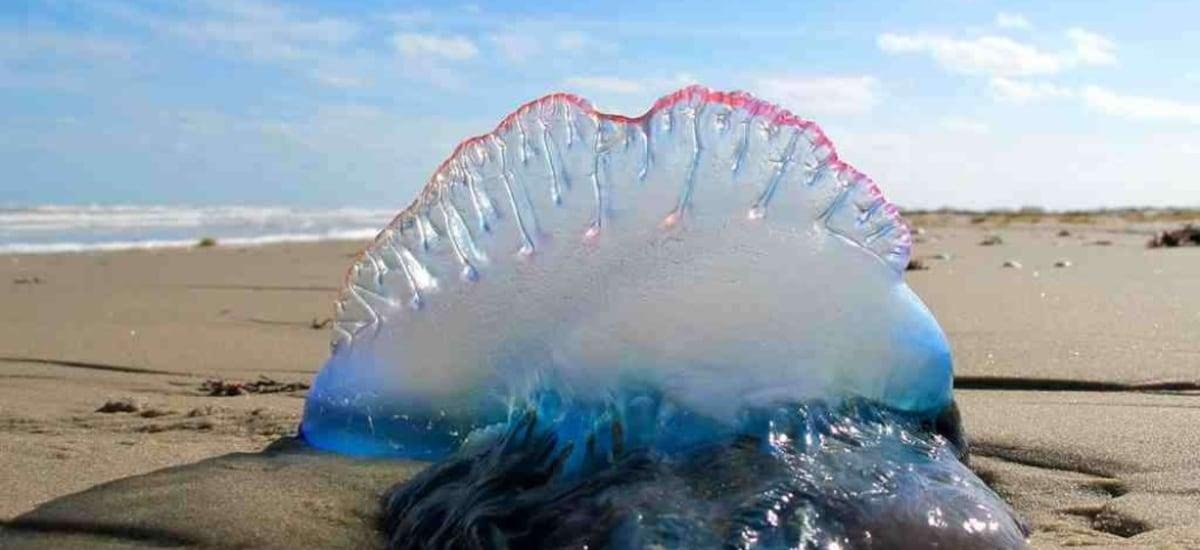 Comenzó la temporada de la fragata portuguesa en Chile: ¿Cuánto afecta al turismo y qué consecuencias puede tener? - La Tercera