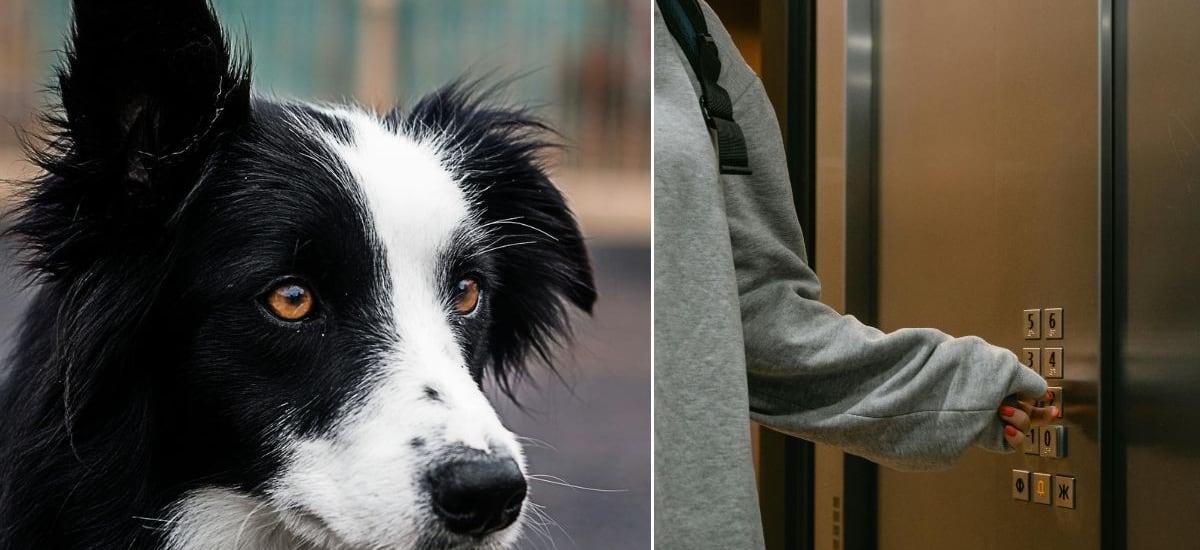 Perro mordió a un niño en ascensor de edificio y demandaron al dueño: este es el monto que deberá pagar