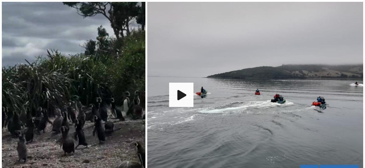 Chiloé: Denuncian que turistas rusos entraron a islote Conejos y perturbaron a pingüinos de Magallanes
