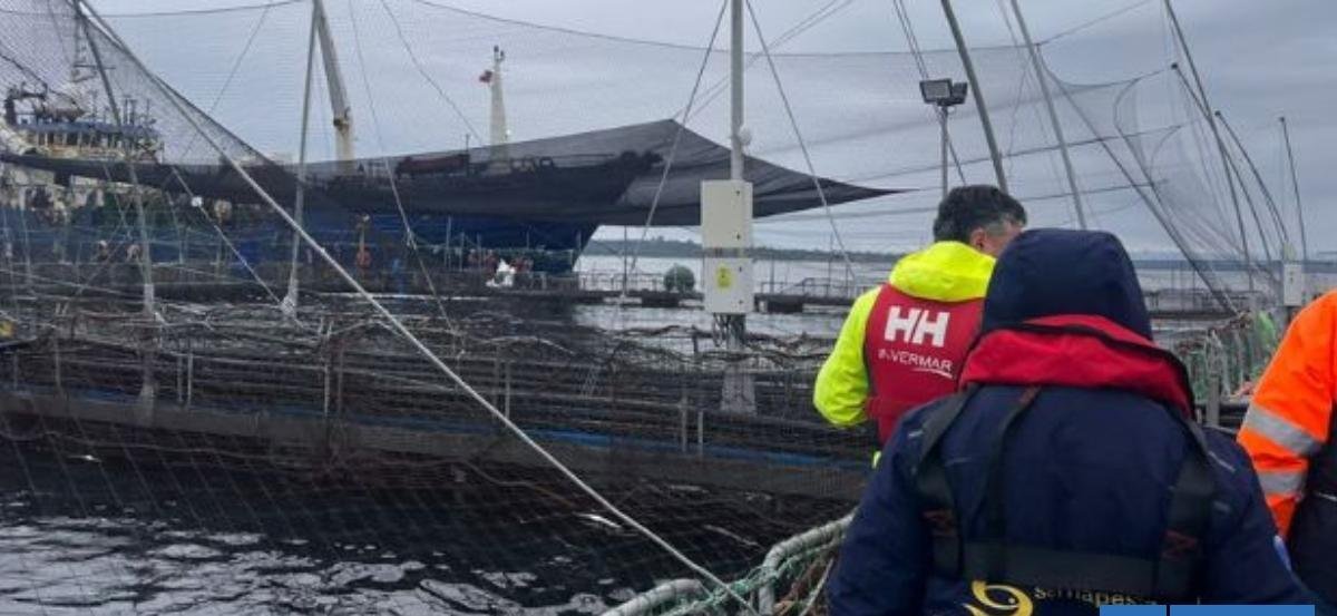 Superan emergencia tras mortalidad de 283 toneladas de salmones en centro de cultivo en Quinchao