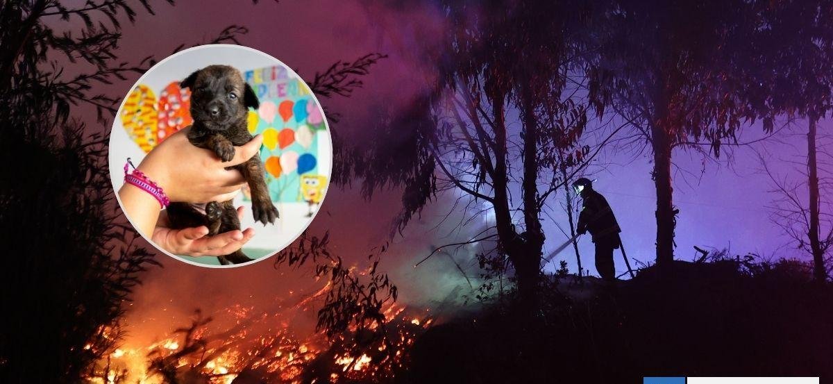 Así funciona el sitio para buscar mascotas perdidas en incendios: cómo reportar si fueron encontradas