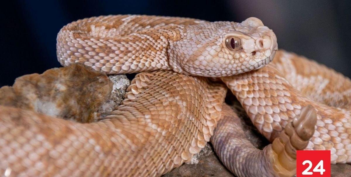"No existen antídotos en Chile": alerta en San Antonio tras hallazgo de serpiente cascabel