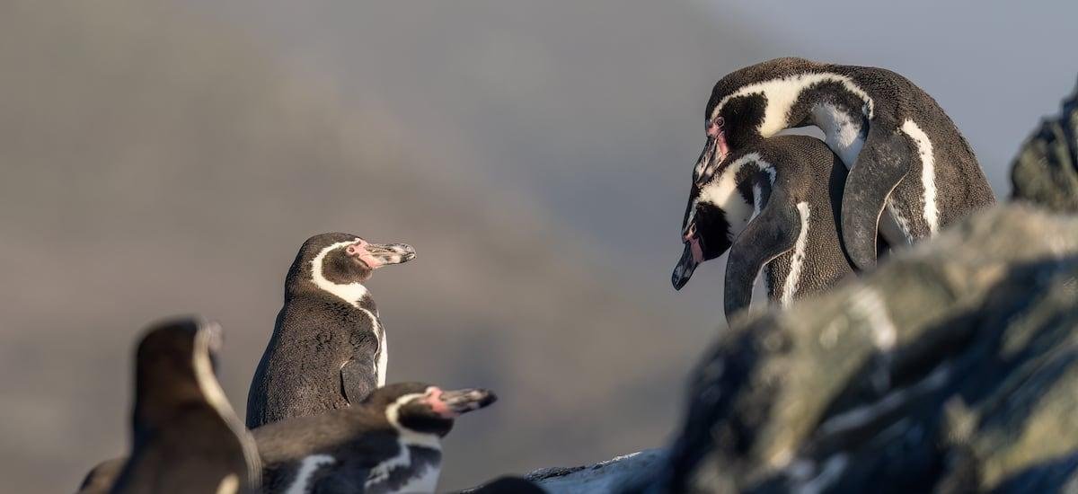 Monumento Natural: qué implica el nuevo estatus con el que se busca salvar al pingüino de Humboldt