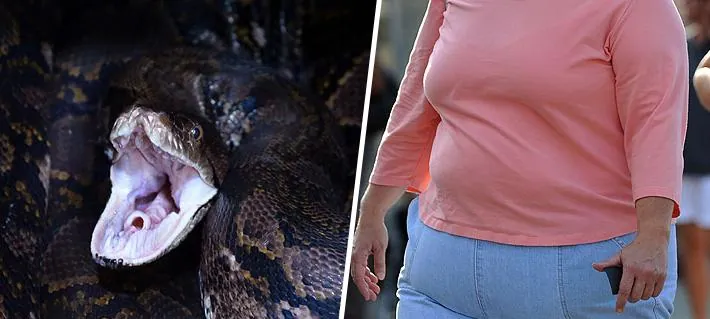 Científicos hallan en las pitones un supresor del apetito que podría convertirse en un nuevo fármaco para adelgazar