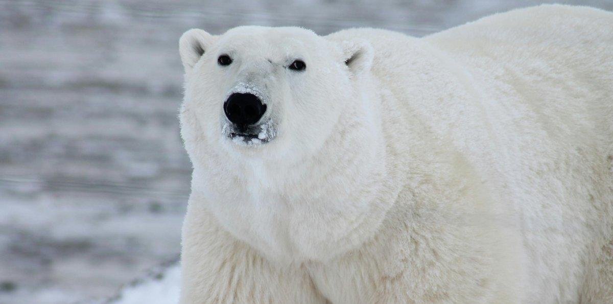 Osos polares sobreviven la reducción del hielo cambiando su dieta y hasta suben de peso
