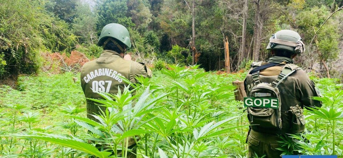 Operativo policial desbarata plantación ilegal con más de 2.400 plantas de marihuana en Vichuquén