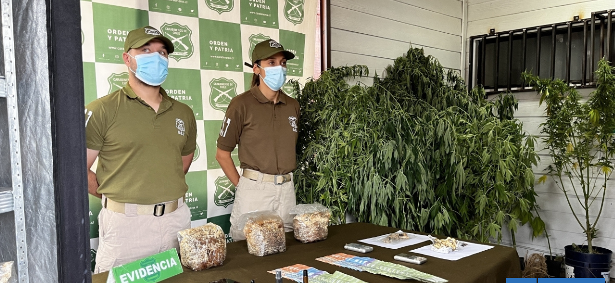 Cerca de $125 millones en drogas: incautan hongos y cannabis en operativo policial en Panguipulli