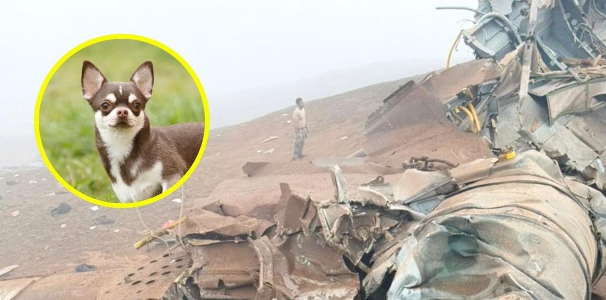 Un perro fue el único sobreviviente del accidente aéreo que dejó 15 muertos en Perú: Fue encontrado junto al cuerpo de su dueño