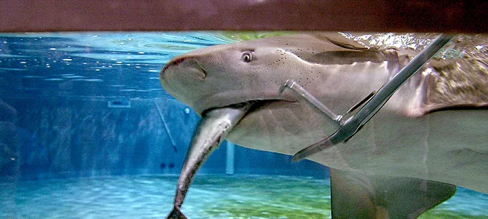 Hombre de 39 años muere tras ser atacado por un tiburón en Australia: Sufrió "lesiones incompatibles con la vida"