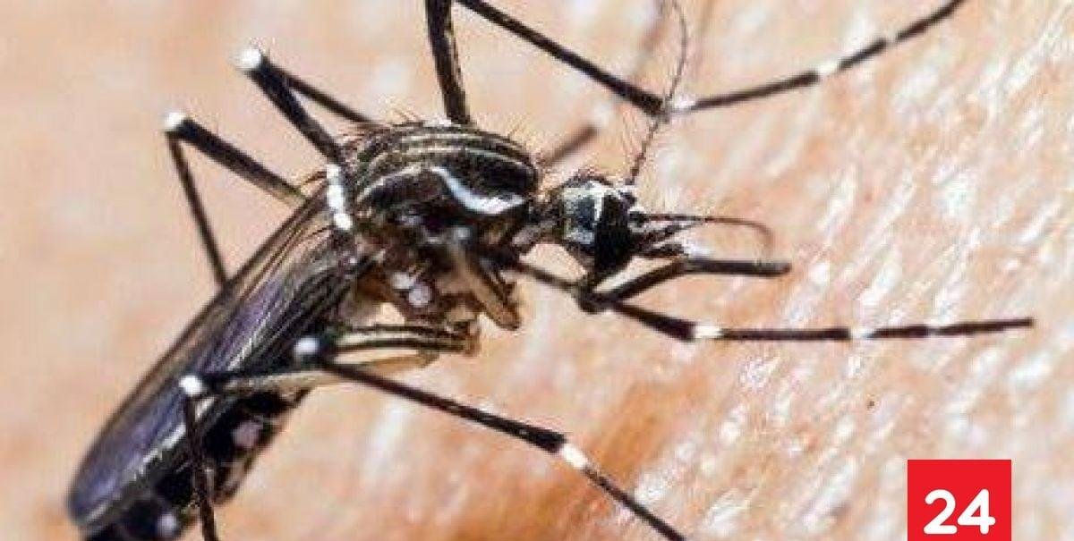 ¿Cómo prevenir la aparición del mosquito transmisor del dengue?