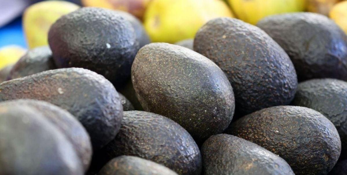 Paltas peruanas con presencia de metales pesados: Minsal refuerza vigilancia pese a no tener notificación de una alerta