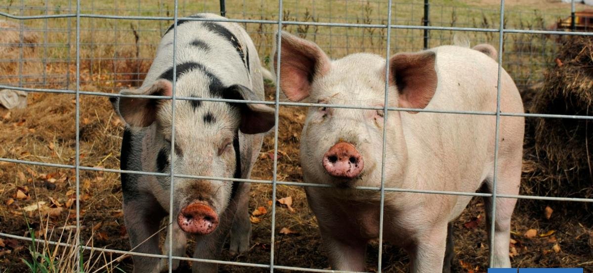 El mayor criador de cerdos de China protagonizará la más alta salida a la Bolsa en lo que va del año