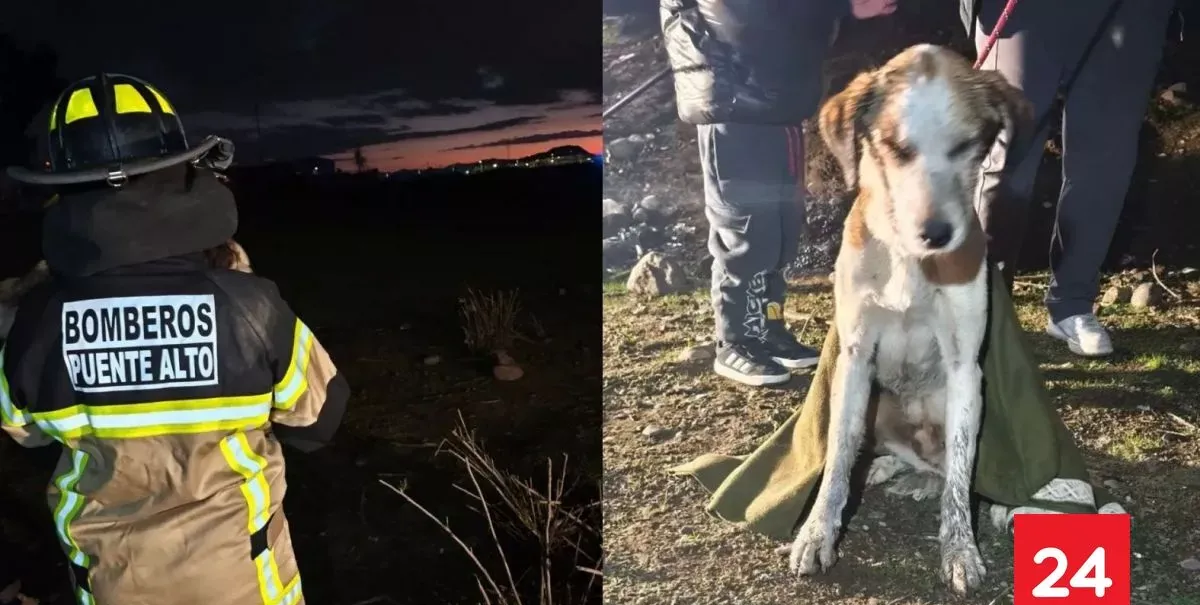 Fue adoptado por una familia: Bomberos rescatan a un perro enterrado a un metro de profundidad en Puente Alto