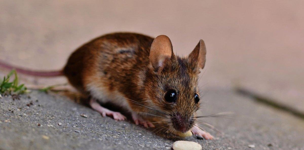 Balance veraniego: Minsal informó nuevos casos de hanta y chikungunya