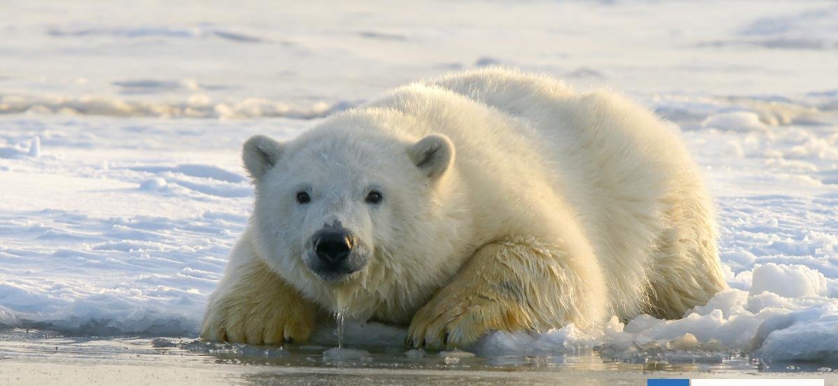 Cómo los osos polares se están adaptando a la pérdida de hielo en el Ártico y encuentran más comida