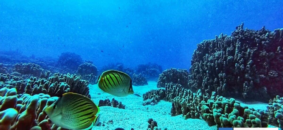 Cómo el crecimiento urbano sin alcantarillado en Rapa Nui está asfixiando a los arrecifes de coral