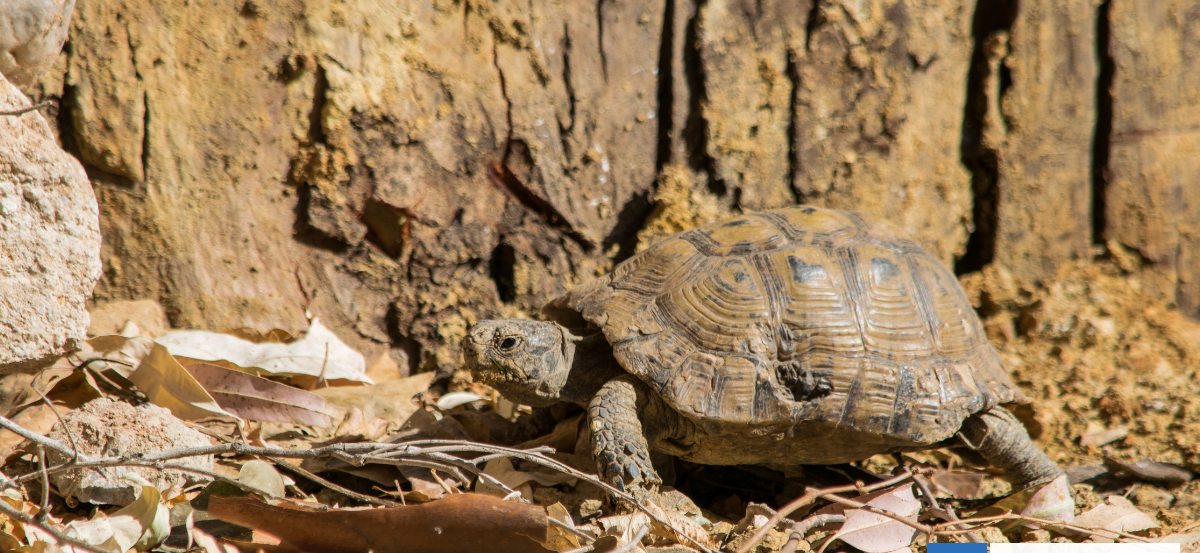 Tortugas macho están provocando que las hembras se lancen por acantilados para morir