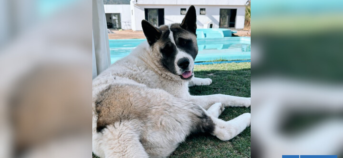 "Mis hijos están muertos de miedo": El crudo caso de maltrato animal que golpea a familia en Quilpué