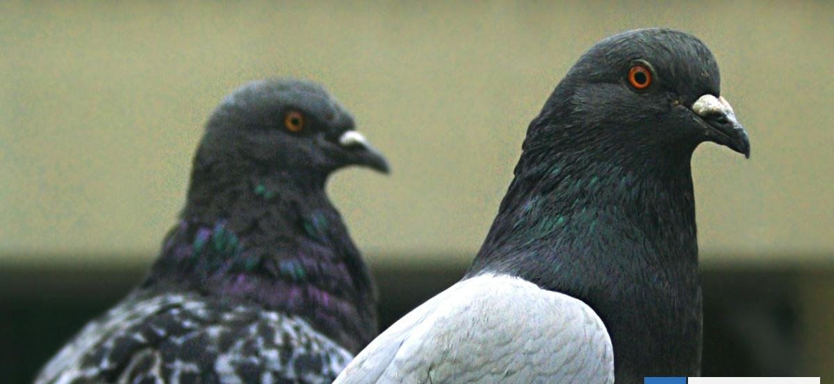 ¿Son espías? Rusia está implantando chips en palomas para convertirlas en biodrones teledirigidos