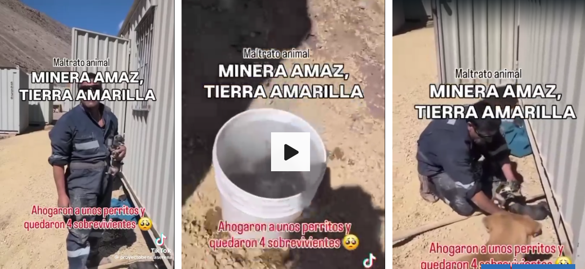 Graban a sujeto ahogando cachorros en minera de Tierra Amarilla: fue detenido, pero quedó en libertad
