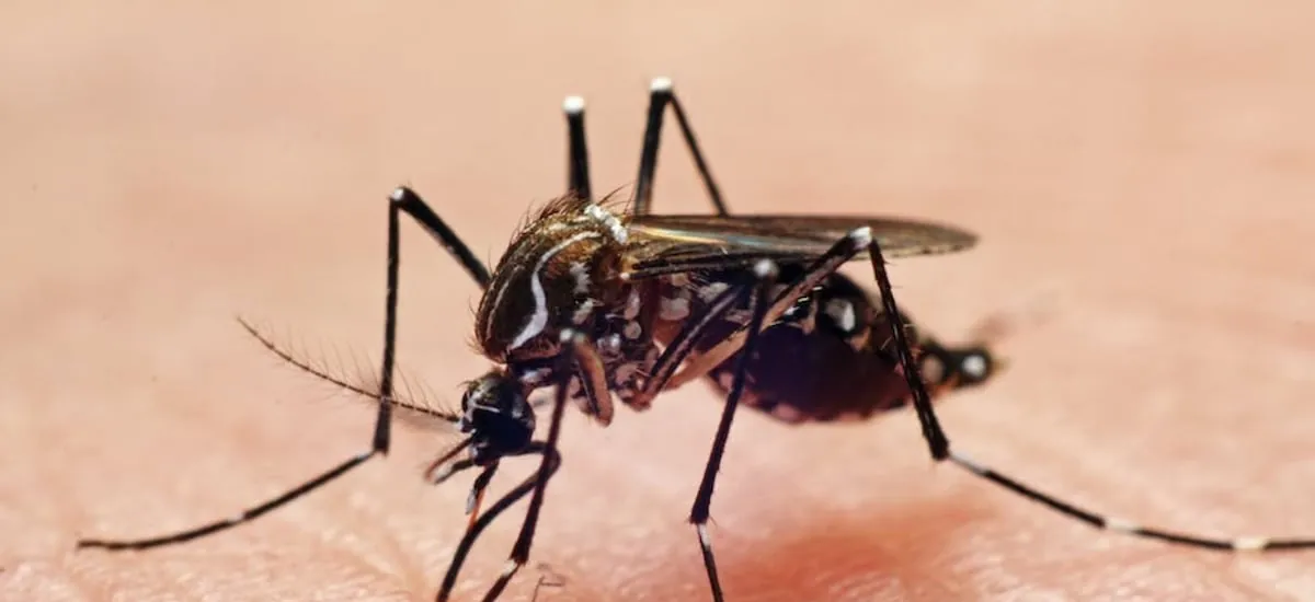 Qué es la malaria y cómo se contagia la enfermedad que padecía el tripulante vietnamita fallecido en Talcahuano