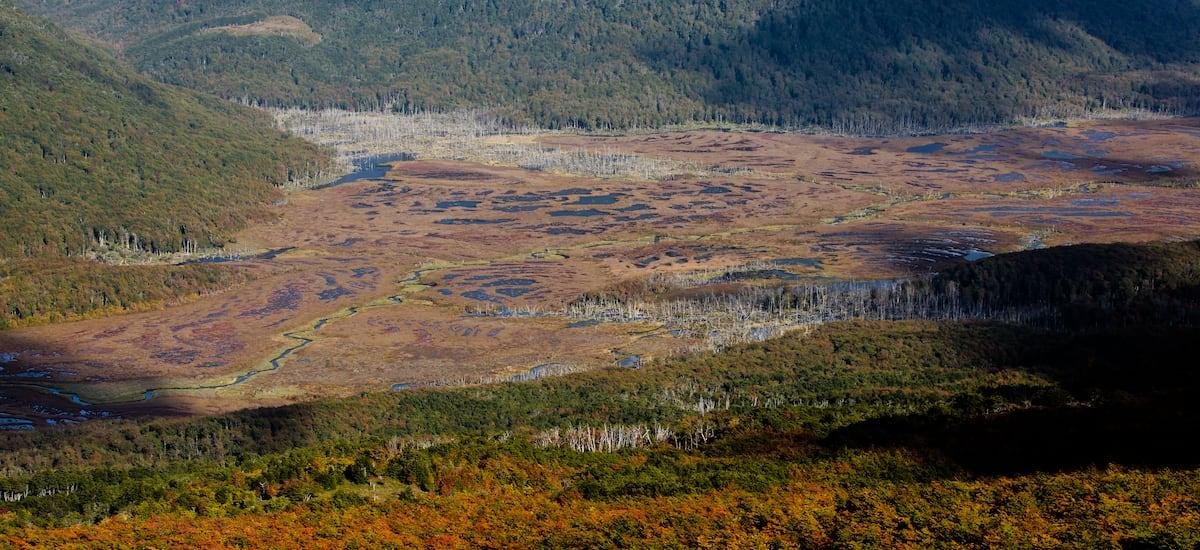 Turberas: el capital natural estratégico que Chile aún debe proteger - La Tercera