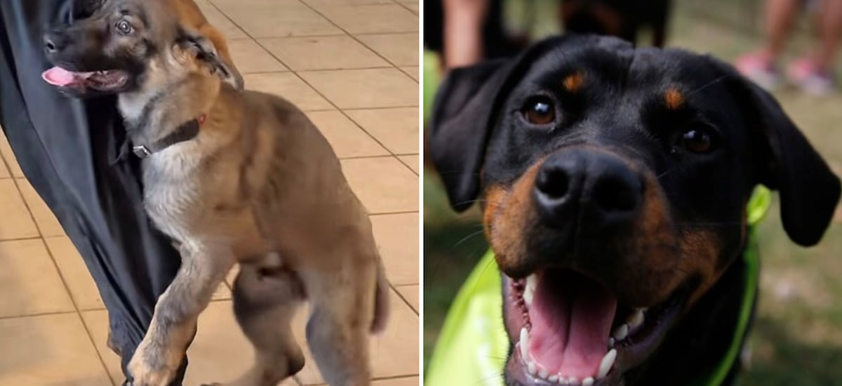 ¿Por qué mi perro monta mi pierna?: Conoce qué hacer para evitar el “baile del perrito”