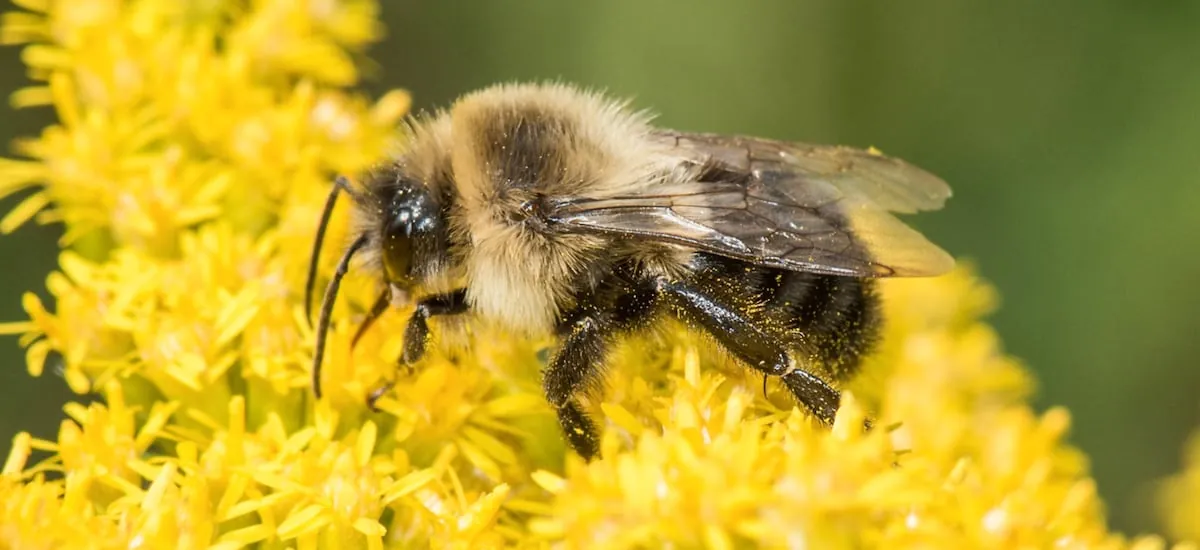 “Extraordinario”: el inusual hallazgo que encontró un estudio sobre las abejorro reinas