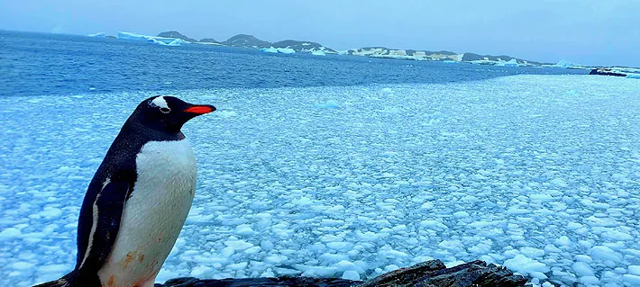 Científicos de Chile, Brasil y EE.UU. descubren una nueva especie de pingüino por primera vez en 100 años