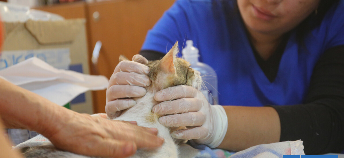 Incendios en Bío Bío: más de 400 mascotas heridas reciben atención y apoyo veterinario