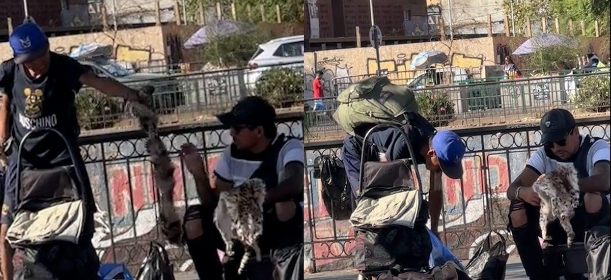 Denuncian venta de supuesta piel de gato en las calles de Santiago - La Tercera