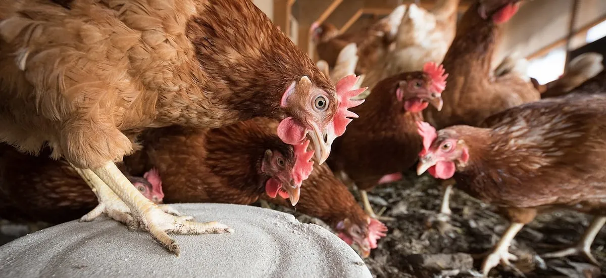 Influenza aviar: SAG autosuspende certificación de exportaciones avícolas tras primer caso en plantel industrial en la RM - La Tercera