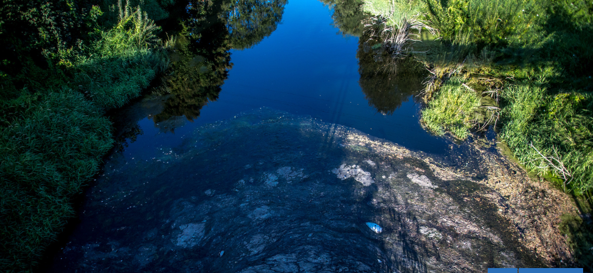 Red Ambiental de Osorno advierte que río Damas no está apto para el baño, pese a menor contaminación