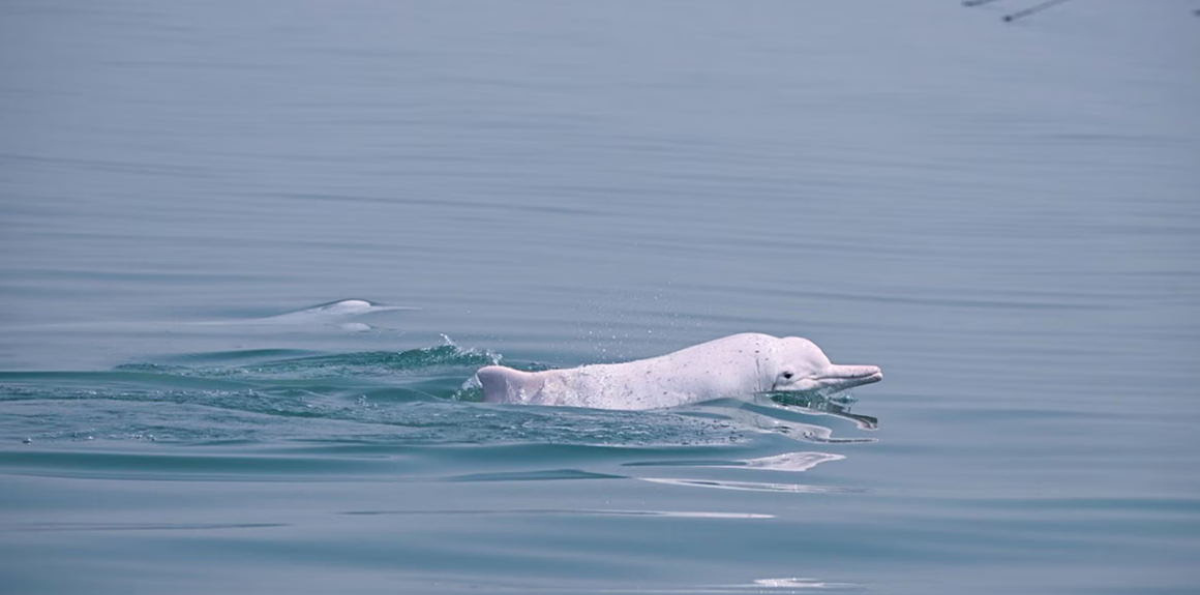 Huawei usa inteligencia artificial y 5G para salvar a los delfines blancos en China