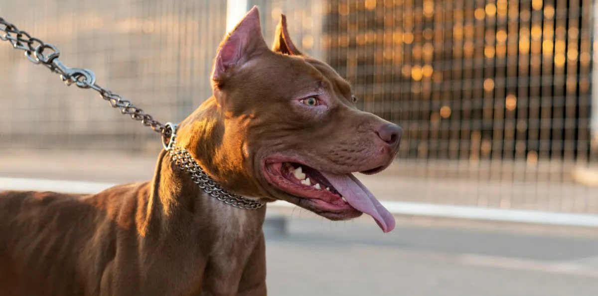 Tribunal fija indemnización por brutal ataque de perro a niño en condominio