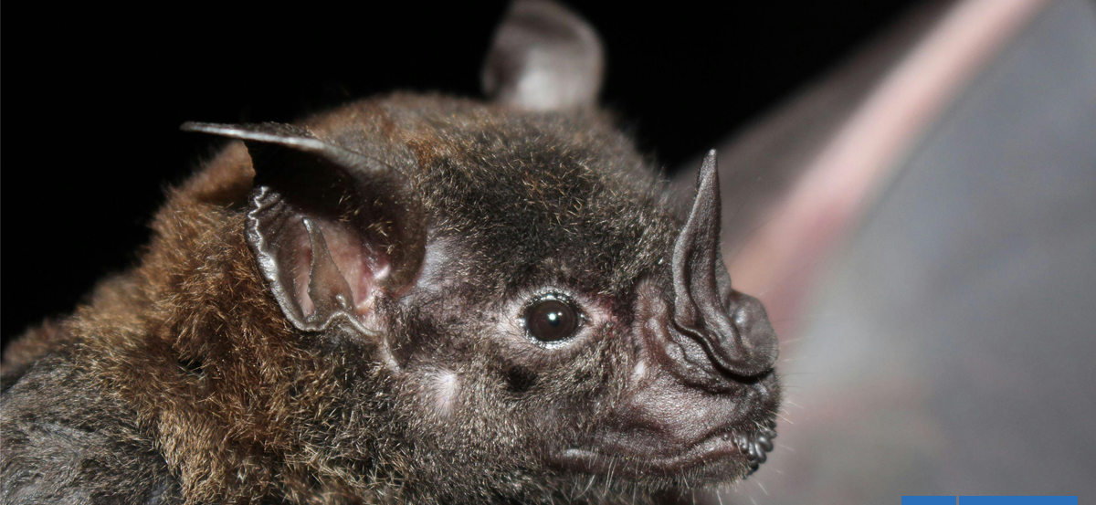 Activan protocolos por hallazgo de murciélago con virus de la rabia en el centro de Los Andes