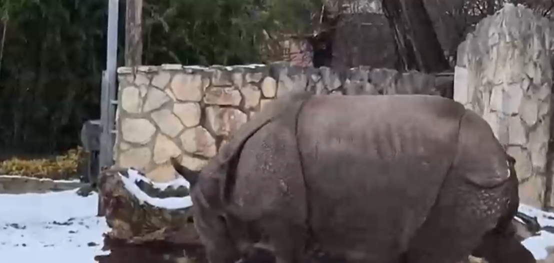 Inusual pelea entre ciervo y rinoceronte en un zoológico de Polonia