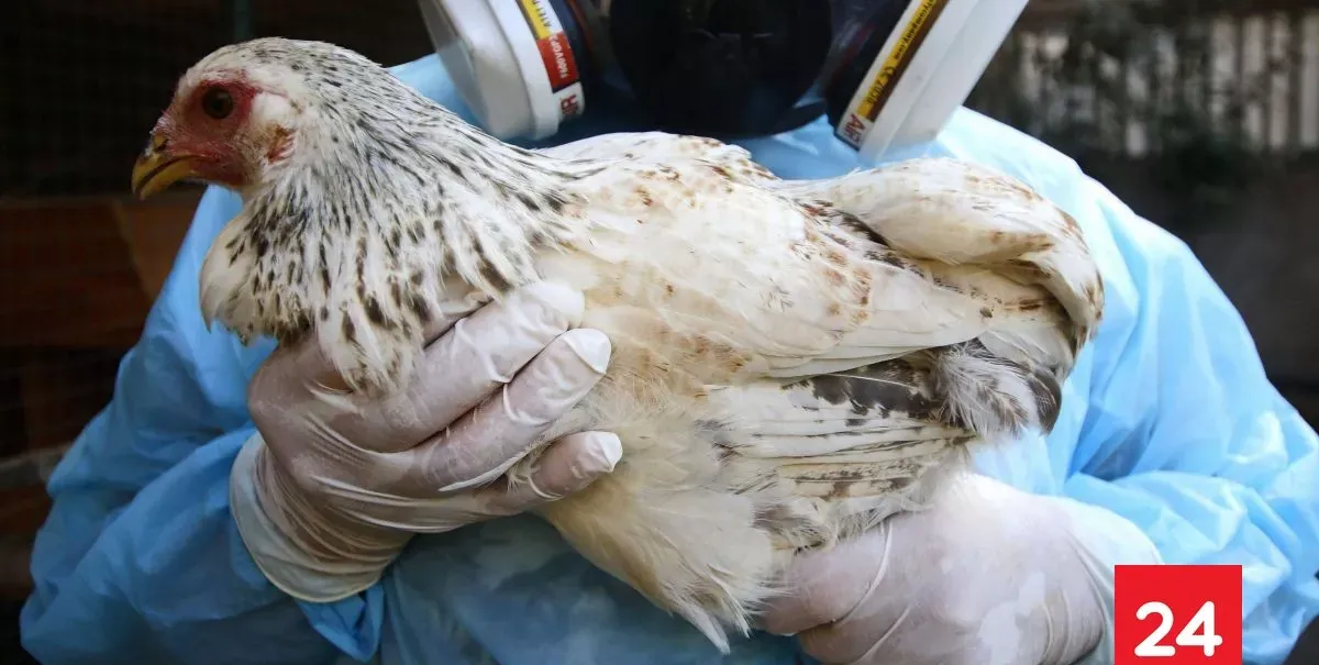 Confirman primer caso de gripe aviar en gallinas domésticas en La Araucanía