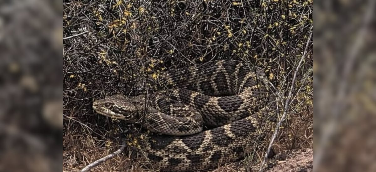 Cómo identificar una serpiente de cascabel, la peligrosa especie que el SAG busca en San Antonio tras un avistamiento
